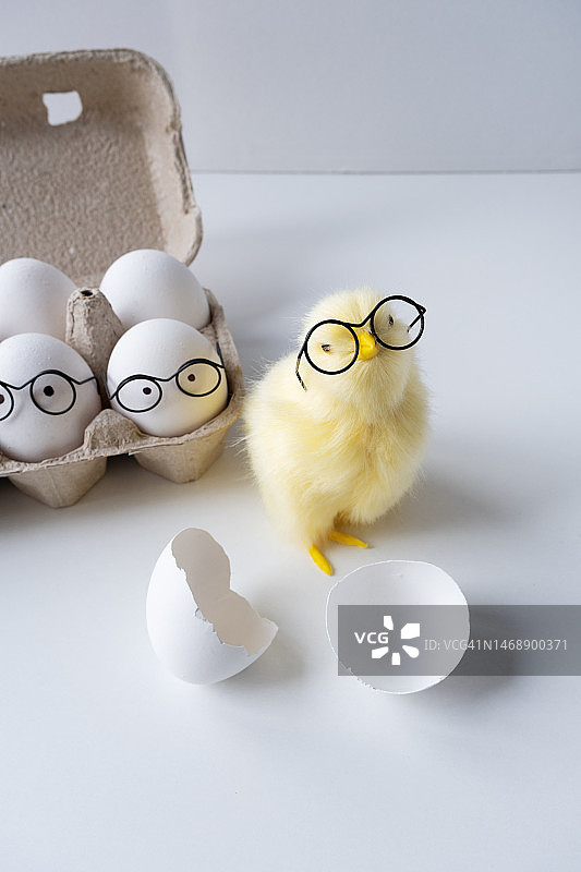 戴着眼镜的有趣新生小鸡，头上顶着破蛋壳，概念场景，刚出生，俄罗斯莫斯科图片素材