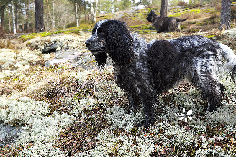 在芬兰森林中狩猎的西班牙猎犬和凯恩梗犬图片素材