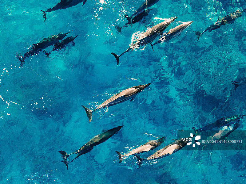 各种类型的动物及其生活范例，印度尼西亚图片素材