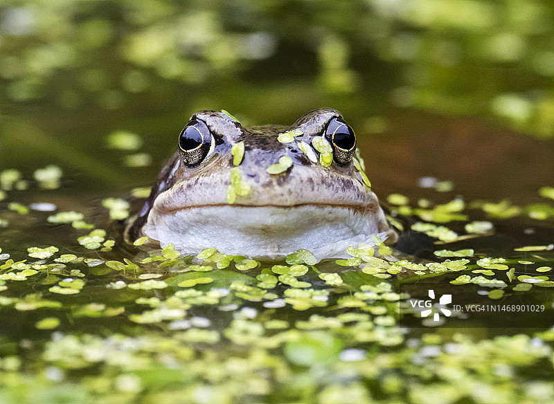 普通青蛙，英国湖区安布尔赛德花园池塘图片素材