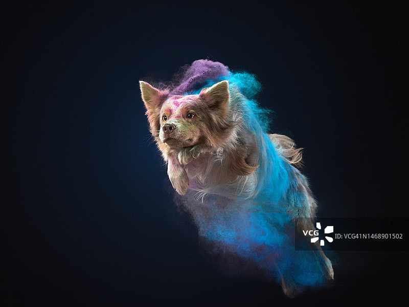 在暗室里游泳的狗的特写，黑山图片素材