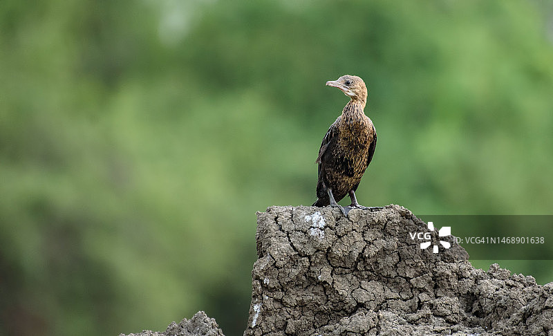 特写：鸟类栖息于岩石上，伯拉特普尔鸟类保护区，印度图片素材