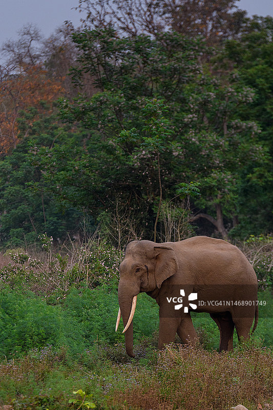 印度吉姆·科比特国家公园，大象站在旷野上的侧面图图片素材