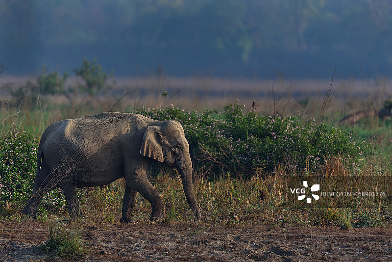 印度吉姆·科比特国家公园里行走的大象侧视图图片素材