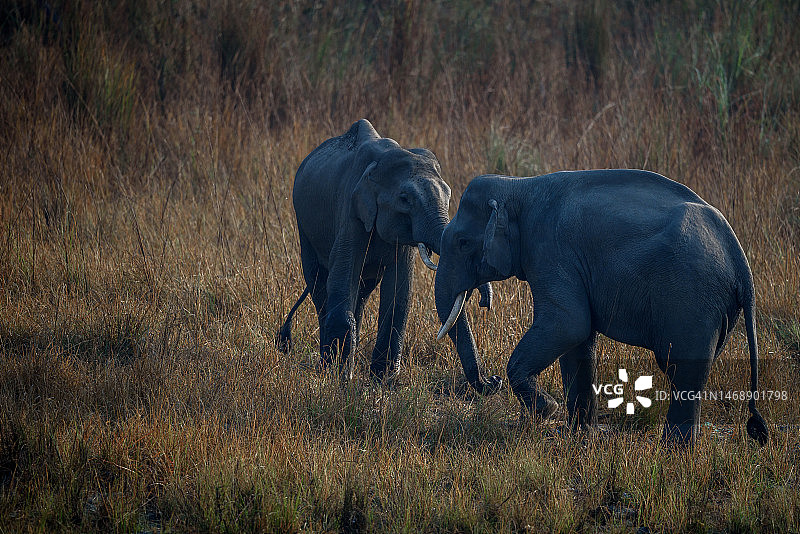 吉姆·科比特国家公园中行走的大象侧视图，印度图片素材