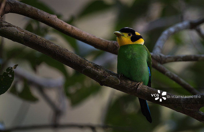 鸟儿栖息在树枝上特写，吉姆·科比特国家公园，印度图片素材