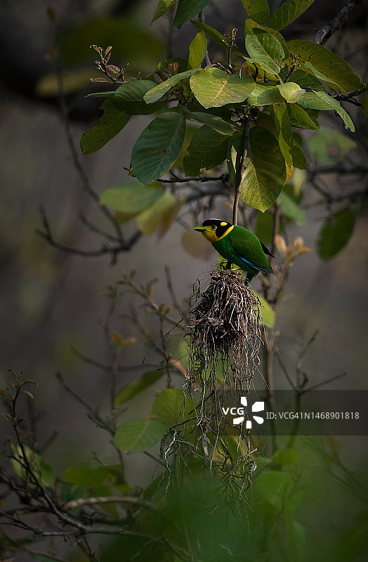 印度吉姆·科比特国家公园的树上生长的植物特写图片素材