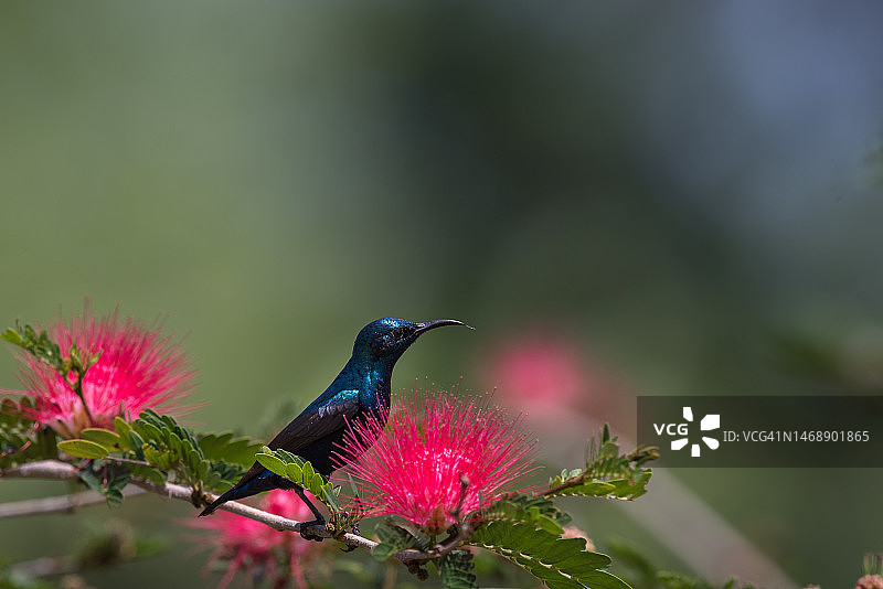 栖息在花朵上的鸟类特写，印度吉姆·科比特国家公园图片素材