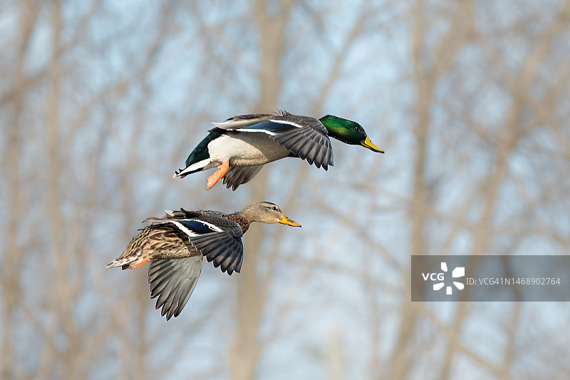 两只绿头鸭图片素材