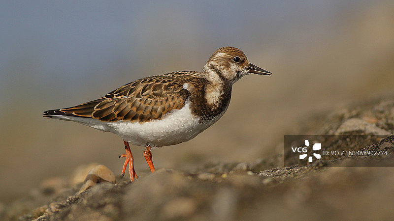 捷克共和国，栖息在沙滩上的鸟类特写图片素材