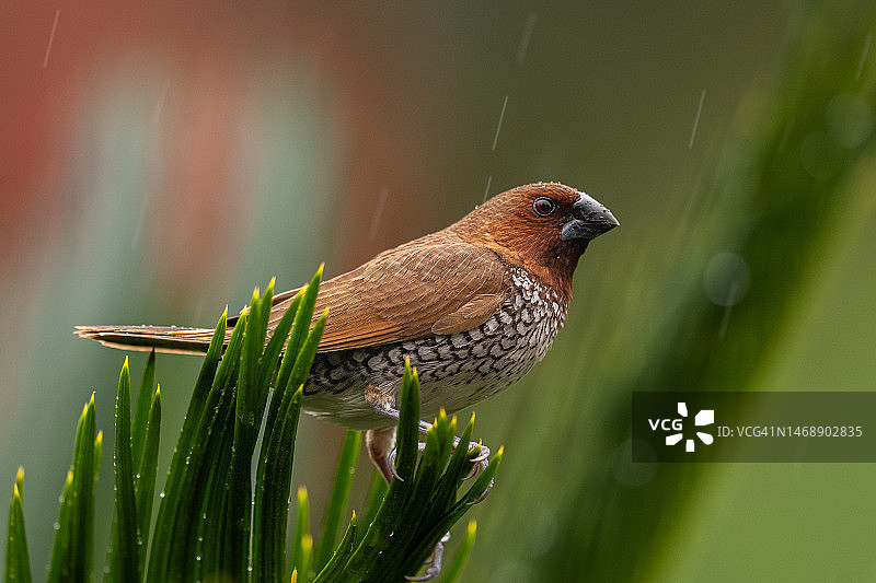 栖息在植物上的鸟儿特写，美国圣巴巴拉图片素材