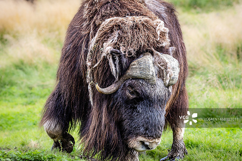 在田野上吃草的羊的特写镜头图片素材