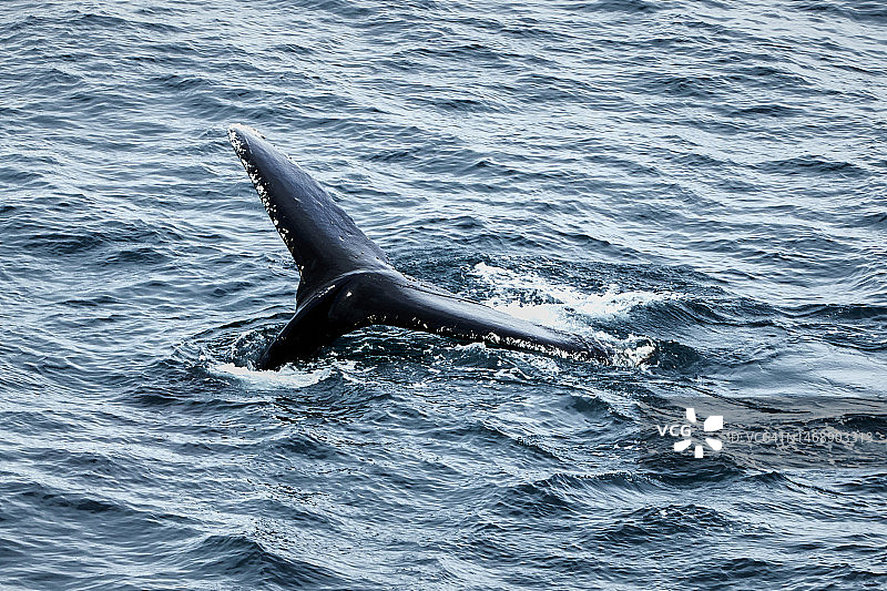 海中海豚游泳的俯视照片图片素材