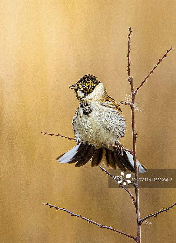 小鸟栖息在树枝上的特写镜头图片素材