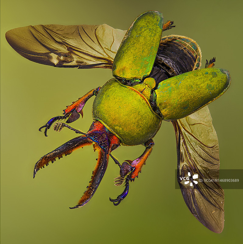 植物上的昆虫特写，英国纽卡斯尔图片素材