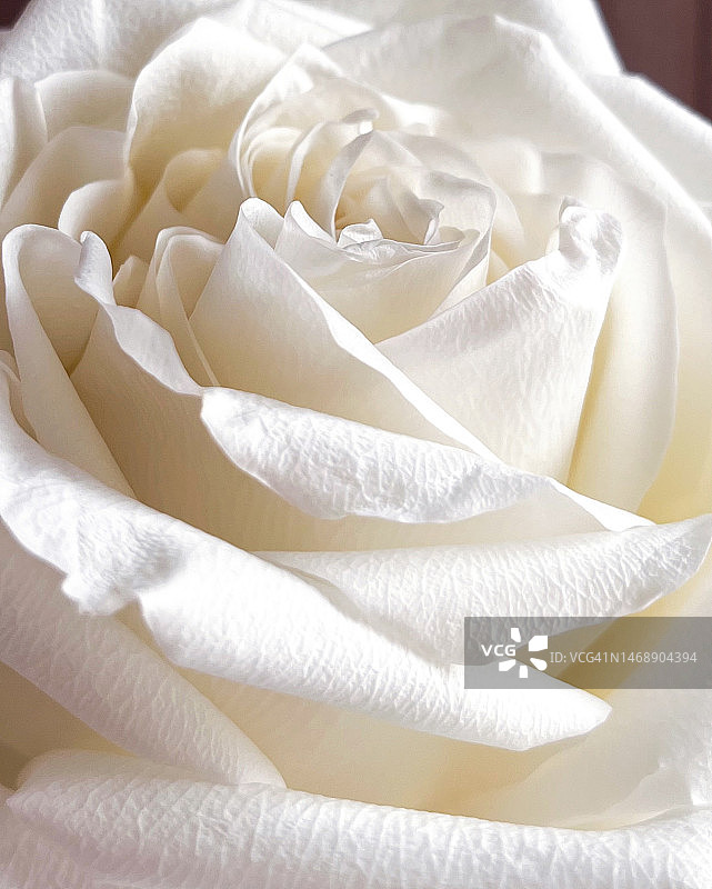 桌上的白色玫瑰特写，乌克兰卡皮塔尼夫卡图片素材