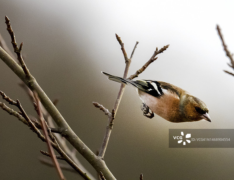 英国湖区安布尔赛德花园中的苍头燕雀图片素材