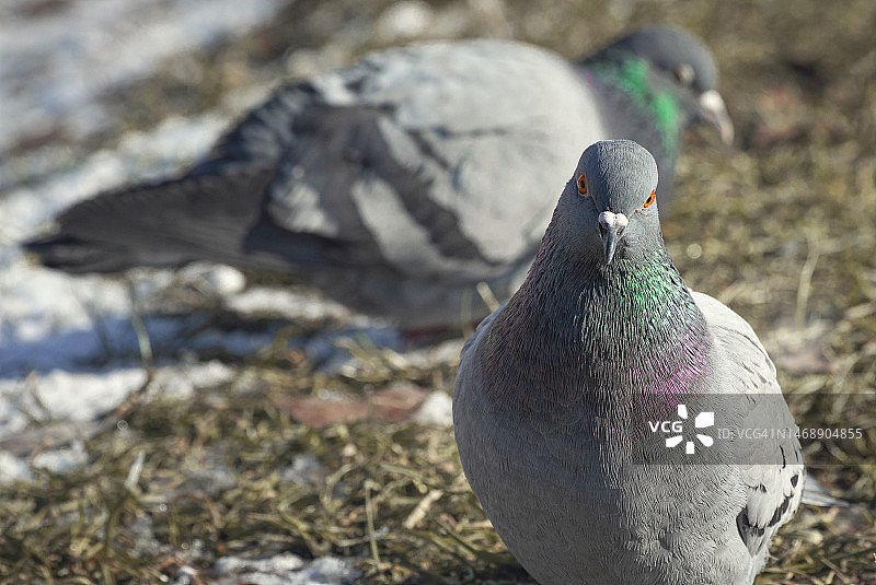 鸟儿栖息在田野上的特写，乌克兰图片素材