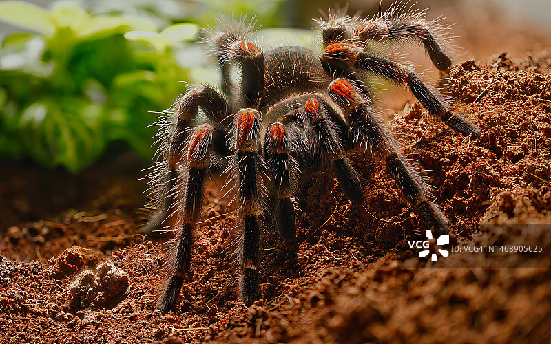 田野上蜘蛛的特写镜头图片素材