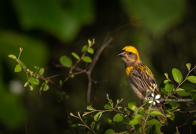 鸟儿栖息在植物上特写，德里，印度图片素材