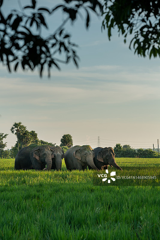 站在印度斯里卡库拉姆草地上的犀牛侧视图图片素材
