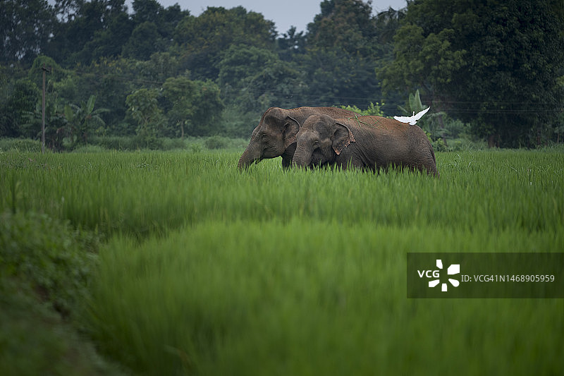 印度西塔姆佩塔：田野上行走的大象侧面图片素材
