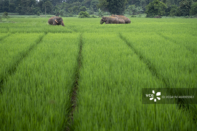 印度锡塔姆佩塔的田园风光图片素材