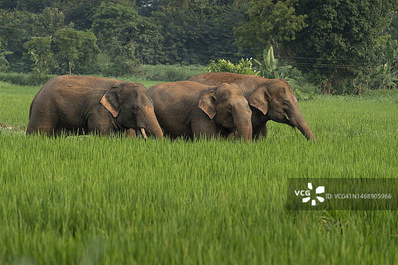 印度Seethampeta在草地上行走的的两头大象图片素材