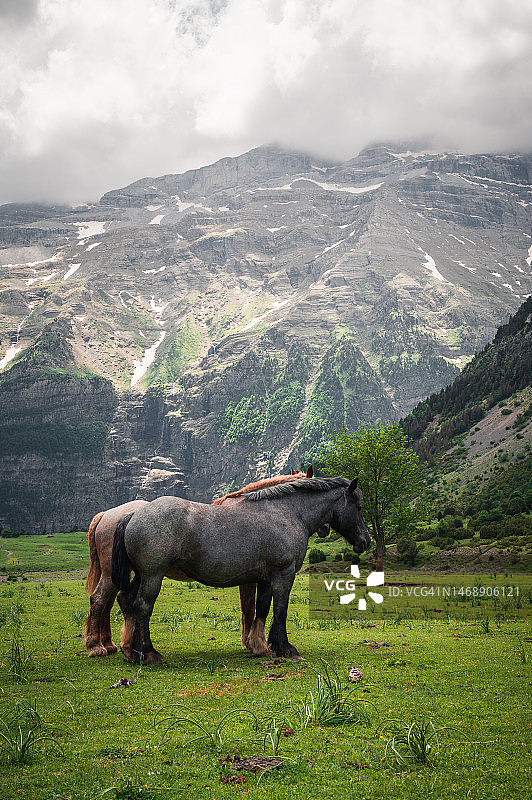 在西班牙别尔萨山区吃草的马图片素材