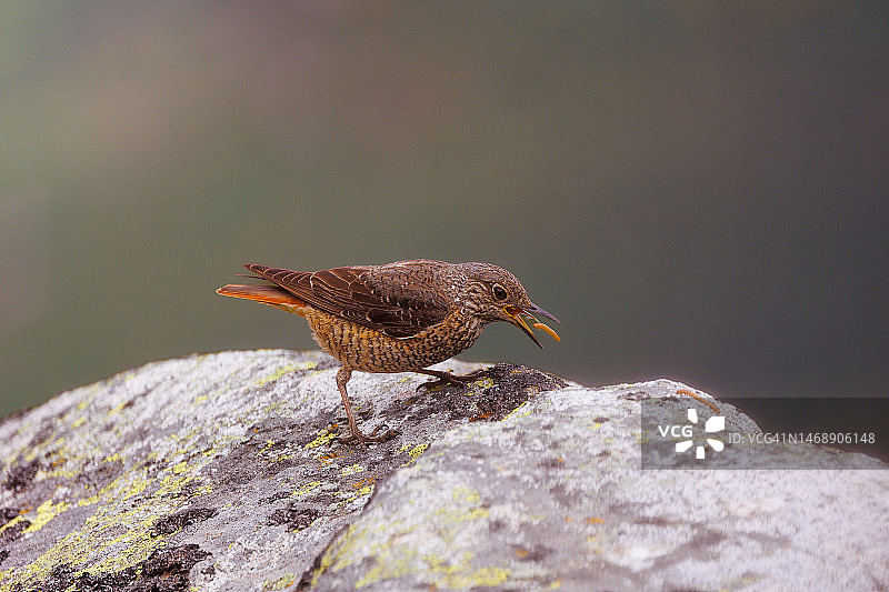 鸟类栖息于岩石的特写，西班牙波蒂利亚德拉雷纳图片素材