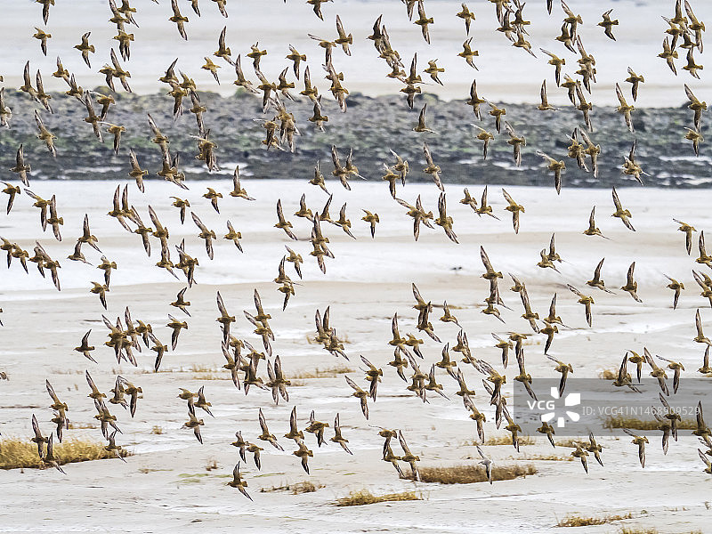在英国坎布里亚巴罗因弗内斯泥滩上飞翔的一群金斑鸻图片素材