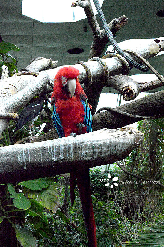 金刚鹦鹉鹦鹉图片素材