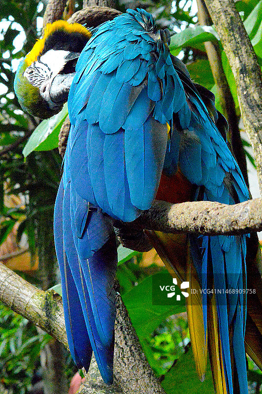 金刚鹦鹉鹦鹉图片素材