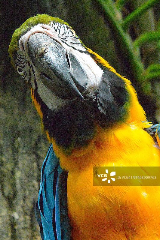 金刚鹦鹉鹦鹉图片素材