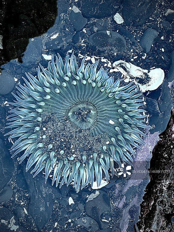低潮水坑中的绿色海葵和海盐图片素材