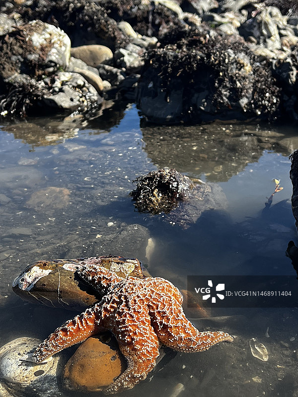 加利福尼亚州博利纳斯海滩的橙色海星图片素材