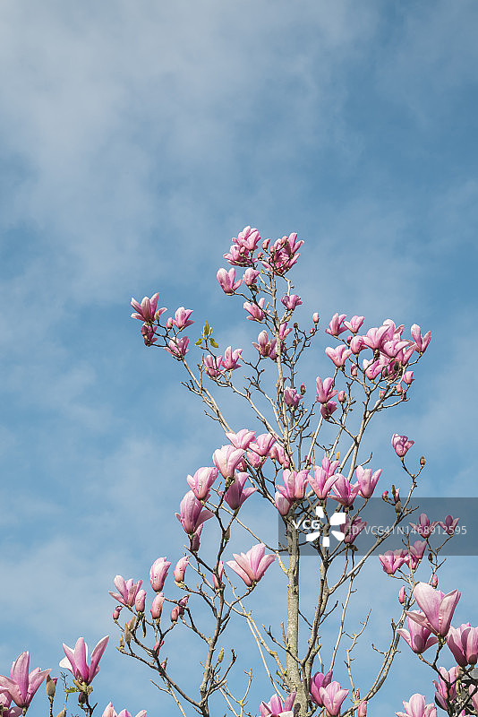 玉兰花图片素材