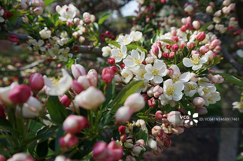 粉色花卉植物特写，美国纽约老韦斯特伯里花园图片素材