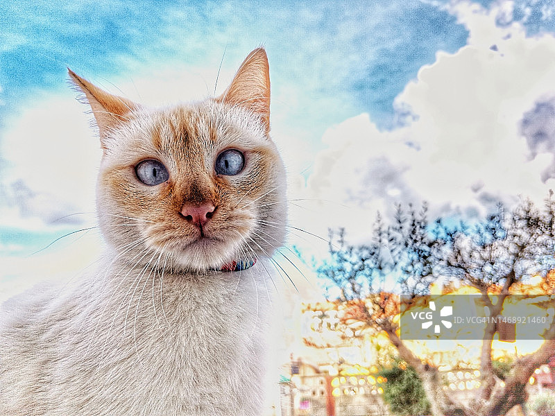 猫咪看着镜头图片素材