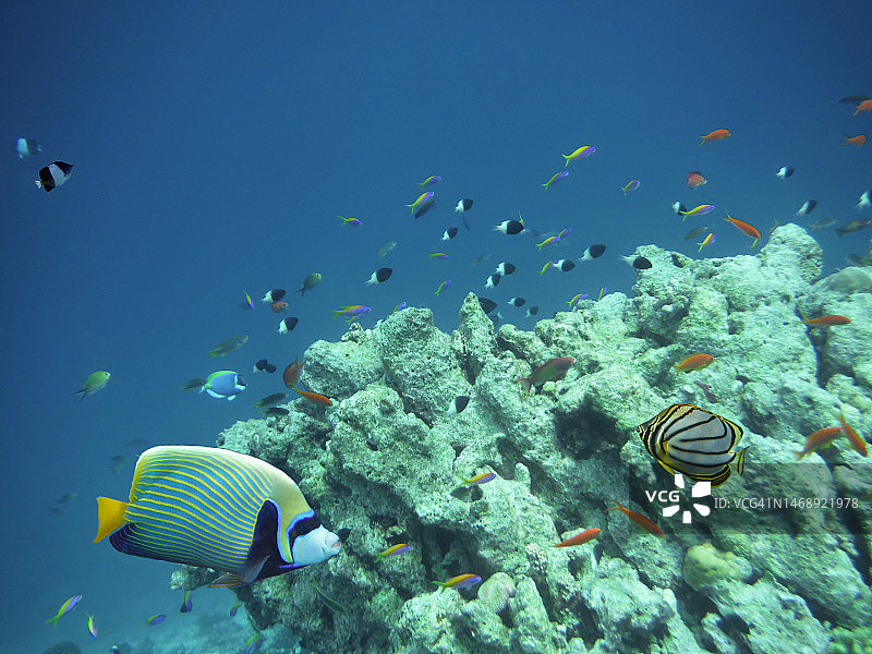马尔代夫的皇帝神仙鱼和梅耶蝴蝶鱼图片素材