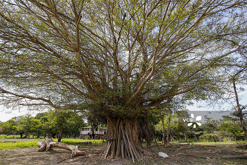 亚马逊河流域巴西境内的年轻榕树图片素材