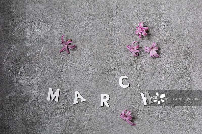 灰色背景上的三月字样与风信子花图片素材