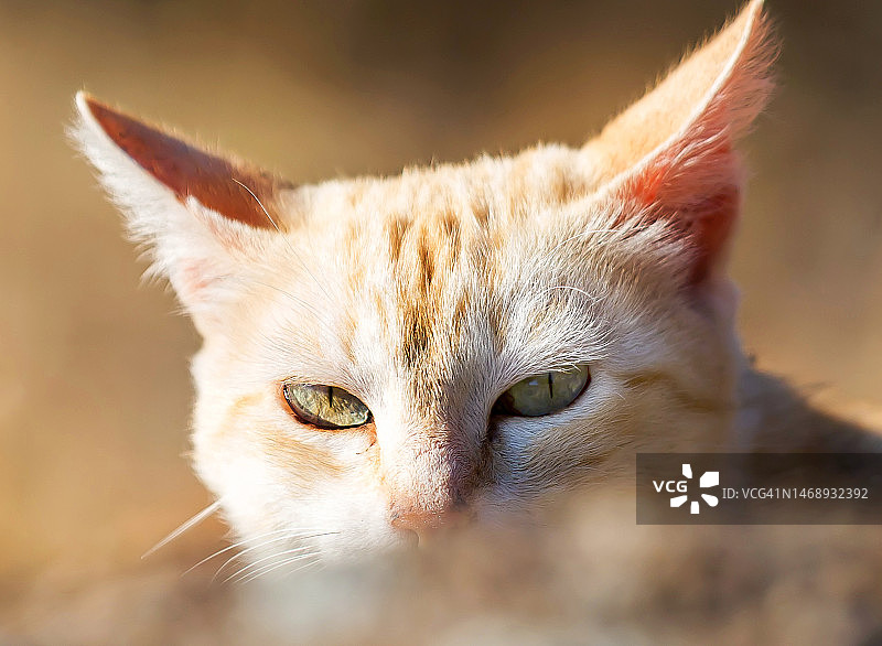 猫在看图片素材