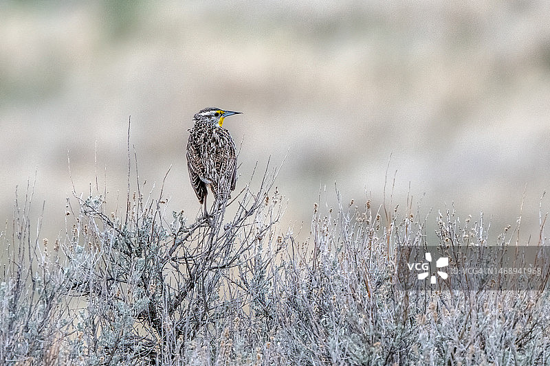 栖息在美国西部蒙大拿州草原灌木上的西部草地鹨图片素材