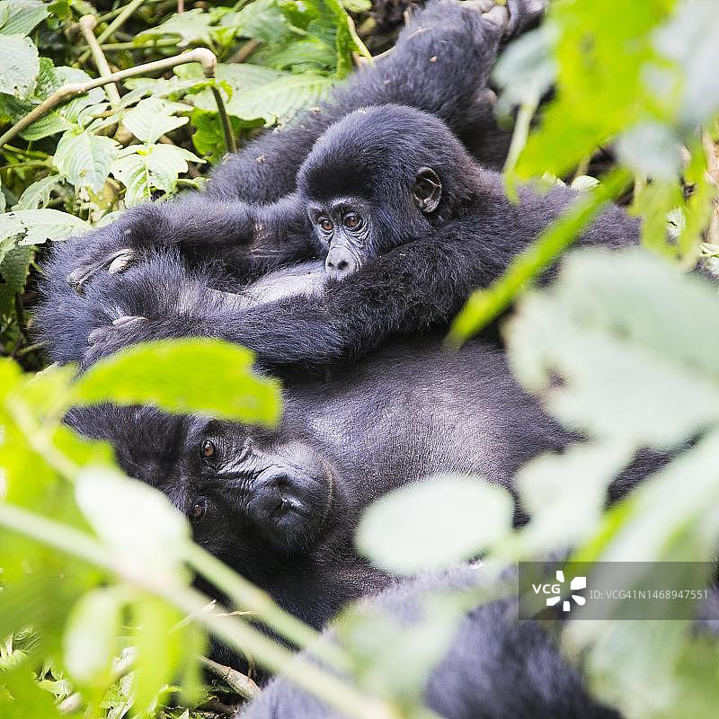 山地大猩猩幼崽与母亲，乌干达图片素材