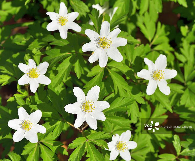 银莲花（Anemone nemorosa）细节图，奥地利萨尔茨堡门希斯堡图片素材