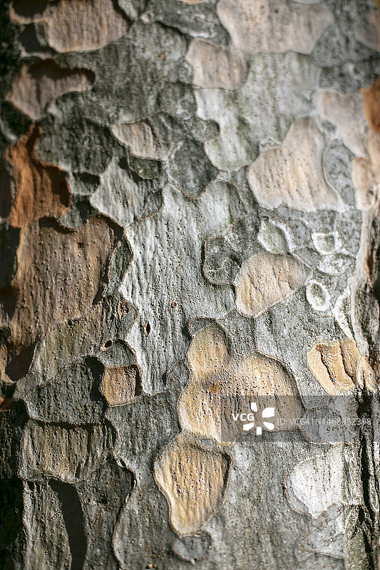 悬铃木树皮图片素材