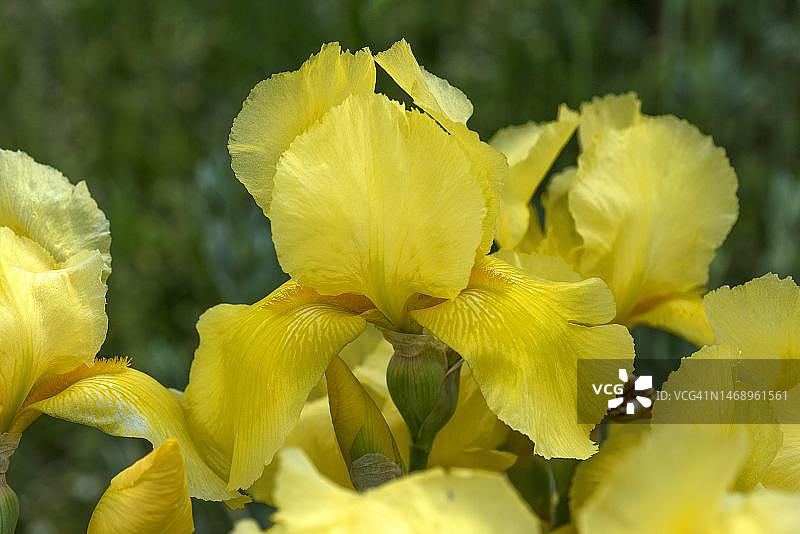 德国巴伐利亚的黄色旗帜鸢尾图片素材