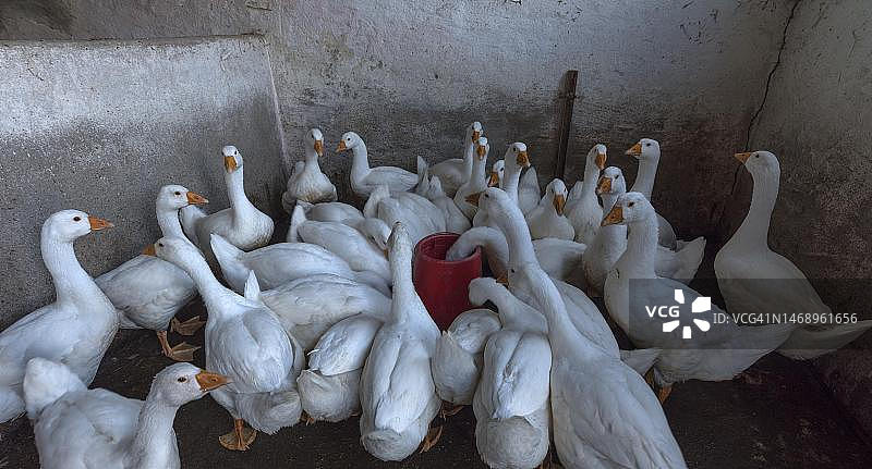 在谷仓过夜的鹅图片素材