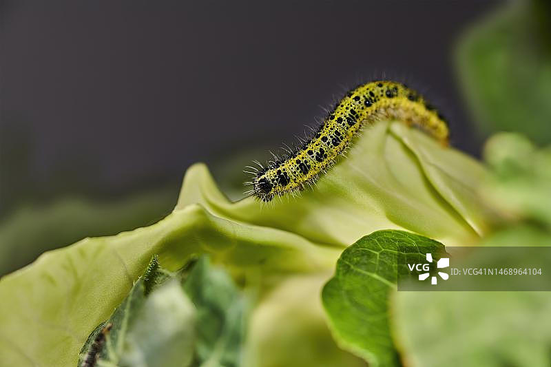大菜粉蝶毛虫，德国萨克森州格尔利茨图片素材